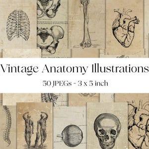 アンティーク解剖図 大判アート作品 人間の顔胎児開発.jpg?s=170667a