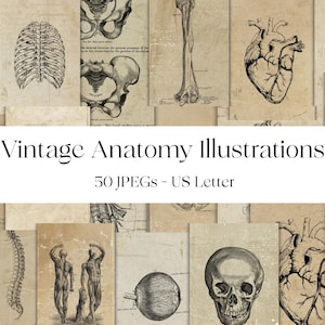 Vintage Anatomy Illustrations | Printable Skeleton, Heart, Eye & More | Junk Journal Scrapbooking Ephemera