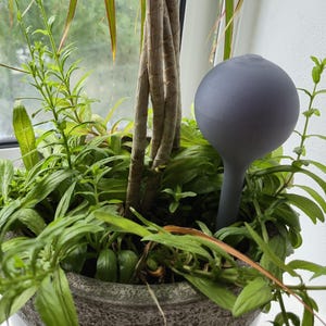 Peut inclure: Un globe d'arrosage gris en forme de sphère inséré dans une plante en pot avec un feuillage vert. Le pot de la plante est gris clair avec une surface texturée. La plante a une longue tige brune.