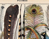 Antique French Print Book Page 1910s Colored Engraved iIlustration Feathers paper projects scrapbooking, collage