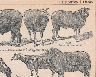 Antique French Sheep Print Dictionary Page 1920s engraved lllustrations Shepherds breeds