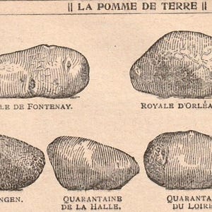Op de afbeelding: Een vintage zwart-wit lijntekening van vijf aardappelen op beige papier. De tekst bovenaan luidt LA POMME DE TERRE 1387. Onder elke aardappel staan de labels Belle de Fontenay, Royale d'Orleans, Esterlingen, Quarantaine de la Halle en Quarantaine du Loiret.