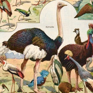 May include: A vintage illustration depicting diverse bird species, such as an ostrich, heron, and kiwi. The image showcases detailed drawings with French labels, presenting a variety of avian life in a classic, educational style.