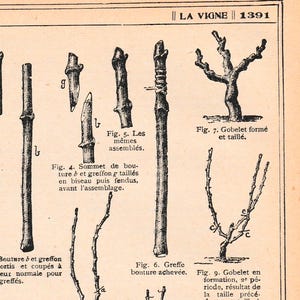 Op de afbeelding: Een zwart-wit illustratie uit "LA VIGNE" met gedetailleerde diagrammen van enttechnieken voor druivenranken. De tekeningen tonen verschillende stadia, inclusief snijden, monteren en vormen van de rank. Franse tekst begeleidt de illustraties.