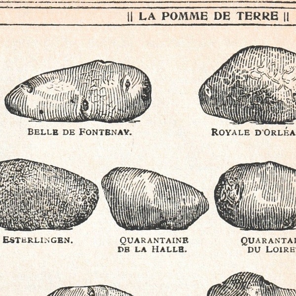 Antique French Print 1930s Potato Book page Engraved iIlustrations Potato Varieties Potager Veg patch Allotment