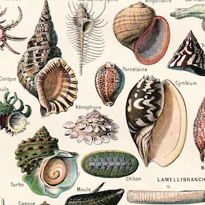 May include: A detailed vintage illustration of various seashells, such as conch, turbo, and porcelain shells. The image includes labels like "Cymium" and "Lamellibranches", and is rendered in a palette of beige, brown, green, and blue.