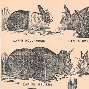 Grabado francés antiguo de conejos, década de 1920, página de diccionario grabada, conejo, conejos, conejo