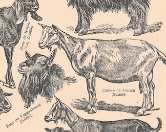 Page de livre originale d'illustrations gravées de chèvres des années 1920, France