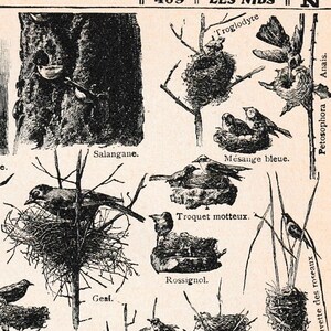 Antik fransk tryck Fågelbo 1920-talet boksida Illustrationer graverad ornitologi