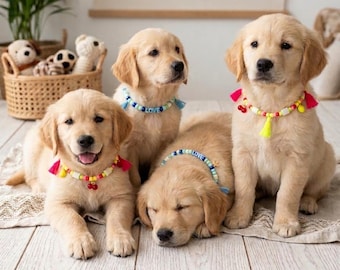 May include: Four golden retriever puppies wearing colorful beaded collars with tassels. One puppy is lying down, while the others are sitting or lying down. The word "Fantaizzy" is written on a sign in the background.