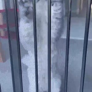 Puede incluir: Un gato gris y blanco, con pelaje esponjoso, mira a través de una puerta mosquitera. El gato fija la cámara. La puerta mosquitera tiene barras verticales, creando un efecto rayado en el cuerpo del gato.