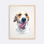 Pet Portraits