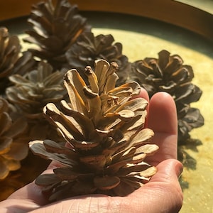 Natural Weathered Pine Cones, Mixed Sizes for Rustic Decor & Crafts, Assorted White Woodland Finds, Perfect for Wreaths Centerpieces and DIY