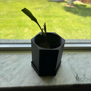 May include: A small houseplant in a black, geometric-shaped pot with a matching saucer. The plant has a single, long, green leaf and sits on a marble windowsill. The background shows a green lawn and a sunny day.