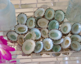 Aqua Limpet Shells for Beach Decor - 25 pieces