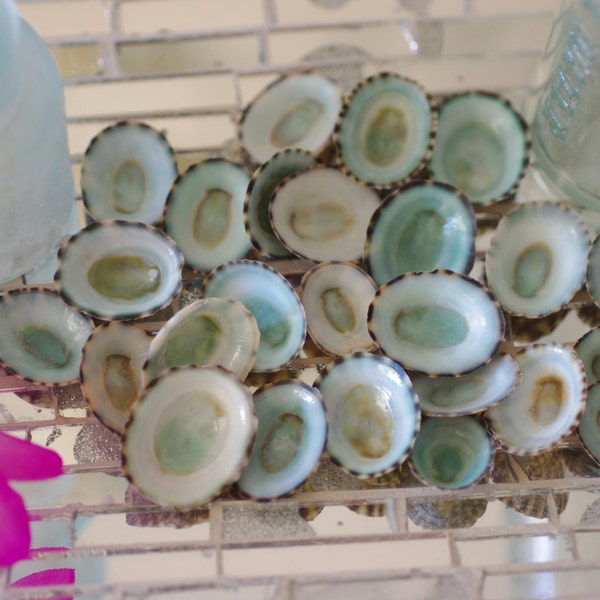 Aqua Limpet Shells for Beach Decor - 25 pieces