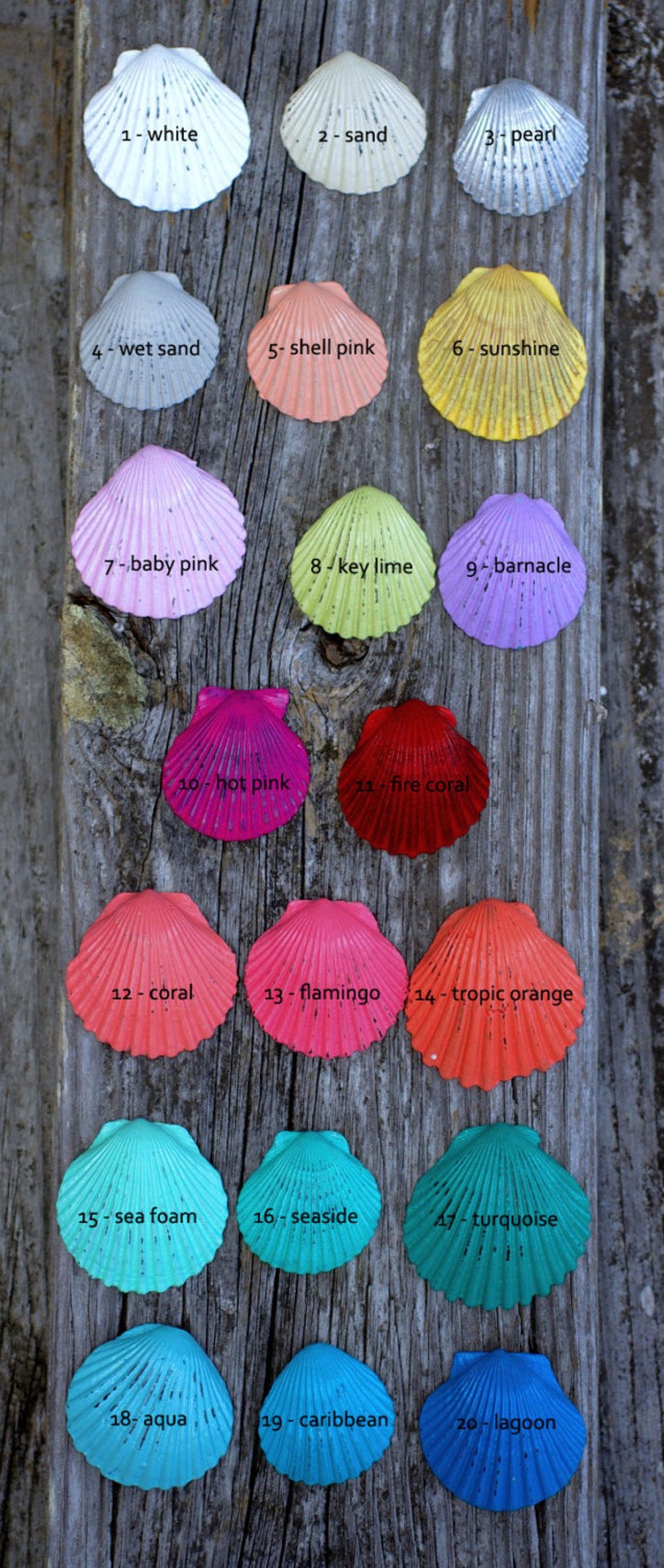 May include: A collection of twenty painted scallop seashells in various colors, including white, sand, pearl, and hot pink. Each shell is labeled with a number and color name, arranged on a weathered wooden surface.