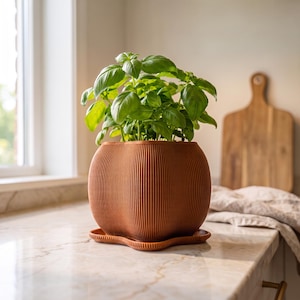 May include: A vibrant green basil plant growing in a rounded, terracotta-colored planter with a distinct vertical ribbed texture. The planter sits on a matching scalloped saucer, creating a cohesive look for this functional indoor plant container.