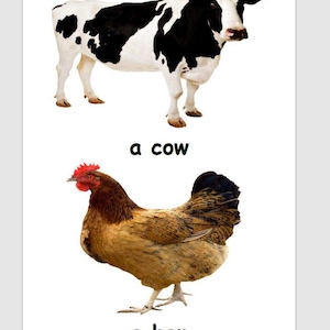 May include: A Holstein cow with black and white markings stands above a brown hen with a red comb. The text "a cow" and "a hen" are below each animal, respectively, on a white background.