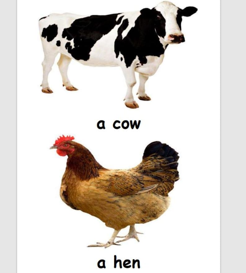 May include: A Holstein cow with black and white markings stands above a brown hen with a red comb. The text "a cow" and "a hen" are below each animal, respectively, on a white background.