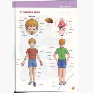 May include: An educational illustration from a book titled "The Human Body" shows labeled diagrams of a child's face, body, and internal organs. The diagrams are labeled with anatomical terms.