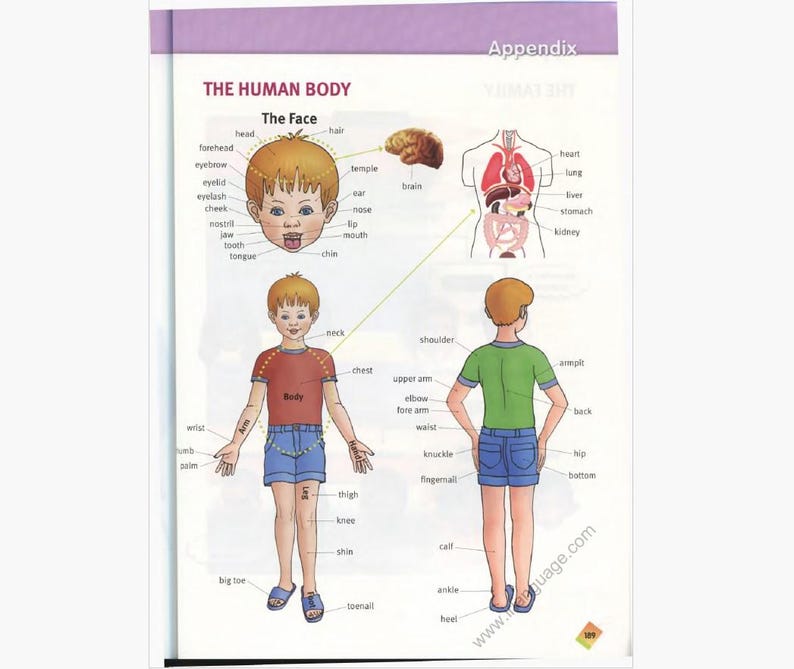May include: An educational illustration from a book titled "The Human Body" shows labeled diagrams of a child's face, body, and internal organs. The diagrams are labeled with anatomical terms.