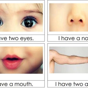 May include: Four flashcards with images of body parts. The first card shows two eyes with the text "I have two eyes." The second card shows a nose with the text "I have a nose." The third card shows a mouth with the text "I have a mouth." The fourth card shows an arm with the text "I have two arms."