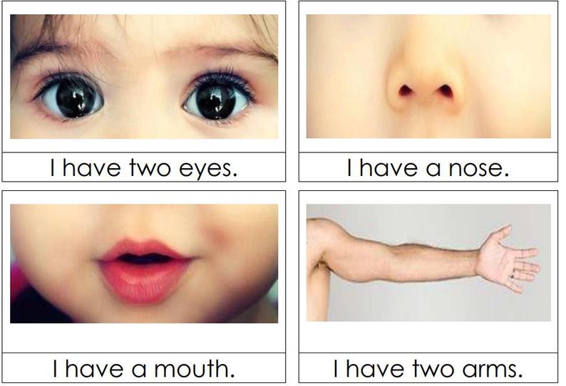 May include: Four flashcards with images of body parts. The first card shows two eyes with the text "I have two eyes." The second card shows a nose with the text "I have a nose." The third card shows a mouth with the text "I have a mouth." The fourth card shows an arm with the text "I have two arms."