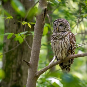 Majestic Barred Owl Perched on Forest Branch – Wildlife Photography Print, Home Decor, Fine Art, Bird Lovers, Owl Photo, Gift for bird lover