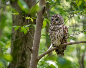 Majestic Barred Owl Perched on Forest Branch – Wildlife Photography Print, Home Decor, Fine Art, Bird Lovers, Owl Photo, Gift for bird lover