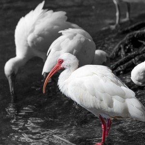 Weißer Ibis in lebhaften Farben – Wildtier-Fotografie mit einfarbigem Hintergrund als Wanddeko, Strand dekoration, Strand geschenk