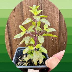 May include: A small potted plant with green and purple leaves and a purple stem. The plant is in a black square pot. The background is a wooden fence and a gradient of green colors.