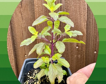 Limited Quantity - Mature Tulsi Krishna / 1 plant in a pot
