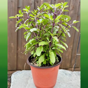 Mature Tulsi Krishna / Red Tulsi / 6” pot / Bundle of Tulsi Krishna.