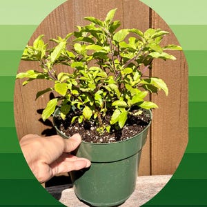 May include: A potted basil plant with vibrant green leaves and purple stems. The plant is in a dark green plastic pot, held by a hand. The background features a wooden fence and a gradient of green hues.