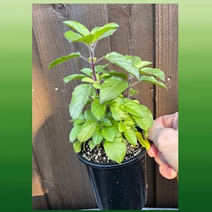 May include: A set of three ceramic mugs with a speckled, matte finish. The mugs are in shades of cream, light gray, and dark gray. Each mug has a simple, minimalist design, perfect for coffee or tea.