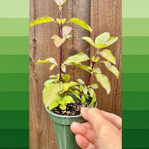 May include: A small green potted plant with vibrant green and yellow leaves and purple stems. The plant is held in a green plastic pot against a wooden fence background. The plant is in a small green pot.