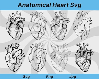 Corazón anatómico SVG, Corazón humano SVG, Anatomía SVG, Silueta de corazón, Corazón anatómico, Doctor SVG, Corazón SVG, Corazón SVG médico, Corazón PNG