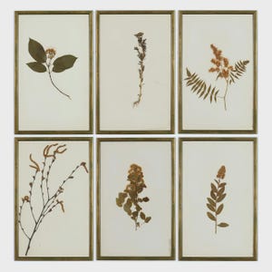 An extremely rare set of French Herbarium Dated 1890