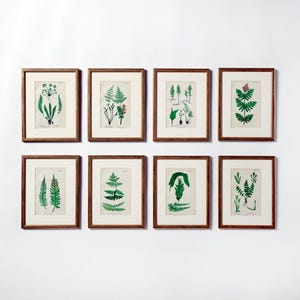Può includere: Otto stampe botaniche incorniciate con illustrazioni dettagliate di felci in tonalità verdi e bianche. Le stampe sono presentate in cornici di legno marrone con passe-partout bianchi, creando un'armoniosa composizione da parete.