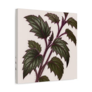 Canvas Print, Gynura Aurantiaca Purple Passion Botanical Wall Art, Stretched Matte Canvas, 1.25" Square