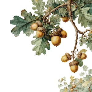 May include: A watercolour illustration of an oak branch featuring green leaves and several acorns. The acorns are light brown with textured caps. The leaves are a muted green, and the branch is light brown.