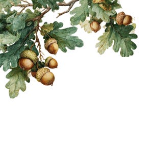 Könnte beinhalten: Aquarellillustration von Eichenblättern und Eicheln. Das Bild zeigt grüne Blätter und braune Eicheln, die an einem Ast befestigt sind. Das Kunstwerk ist vor einem weißen Hintergrund angeordnet und schafft ein natürliches und botanisches Thema.