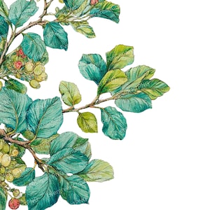 Puede incluir: Ilustración en acuarela de una rama botánica con hojas verdes y verde azulado y pequeñas bayas. Las hojas tienen vetas detalladas y un degradado de colores. La imagen está sobre un fondo blanco.