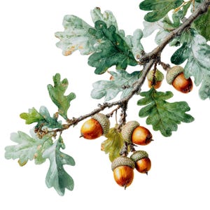 May include: A watercolour illustration of an oak branch featuring green leaves and acorns. The acorns are brown with a cap, and the leaves have a mix of green and grey tones. The branch is brown, set against a white background.