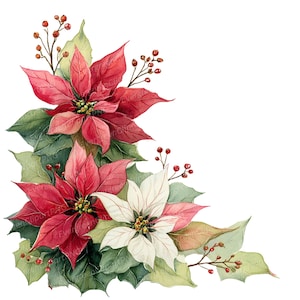 May include: A watercolour illustration of a corner arrangement featuring red and white poinsettia flowers, green leaves, and red berries. The flowers have detailed petals against a white background, creating a festive holiday design.