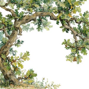 Pode incluir: Ilustração em aquarela de um carvalho com tronco e galhos nodosos. A árvore apresenta folhas verdes e pequenas bolotas, em um fundo branco. A obra captura a beleza natural da árvore.