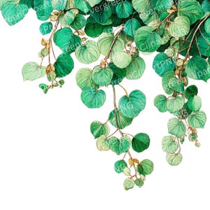 Watercolor Leaves PNG, Trailing Greenery Clipart, Hanging Leaf Branches, Pancil Botanical Set, Instant Download, 12 High Quality PNG JPG