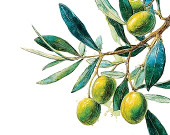 Illustrations de branches d'olivier à l'aquarelle : Graphismes botaniques pour invitations de mariage (téléchargement numérique PNG JPG), Illustrations d'été