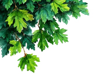 Aquarell Ahorn Zweig Clipart: Herbst Blätter PNG (Digital Download), Frühling Clipart